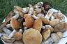 Саратовцы собирают в лесах груши и «разногрибье»  